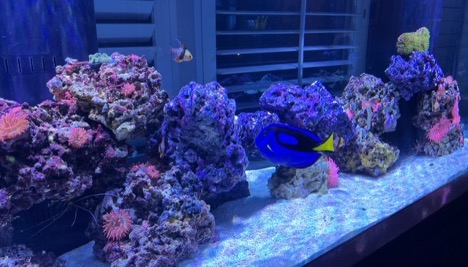 saltwater aquarium